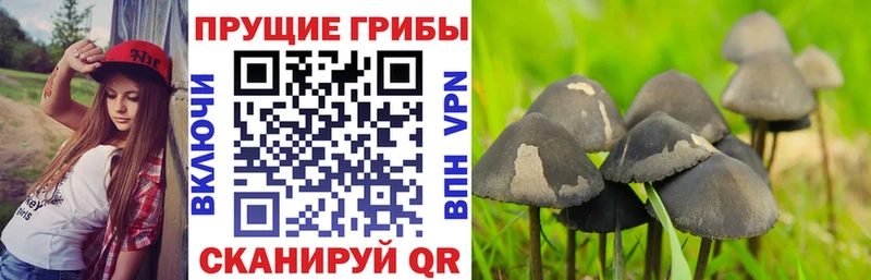 Галлюциногенные грибы Magic Shrooms  Одинцово 